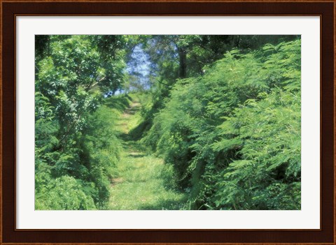 Framed View of Path Through Trees, Bermuda, Caribbean Print
