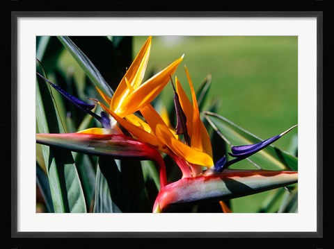 Framed Bird of Paradise in Bermuda Botanical Gardens, Caribbean Print