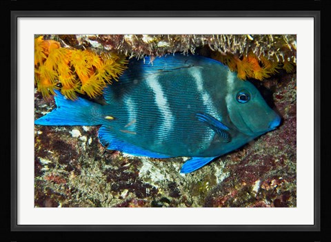 Framed Blue Tang fish, Bonaire, Netherlands Antilles, Caribbean Print