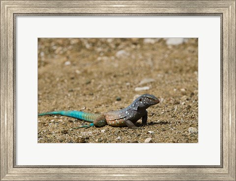 Framed Bonaire Whiptail Lizard, Bonaire, Netherlands Antilles Print