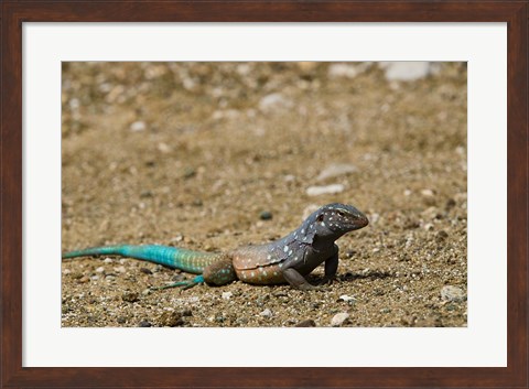 Framed Bonaire Whiptail Lizard, Bonaire, Netherlands Antilles Print