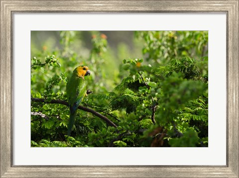 Framed Caribbean Parakeet tropical bird, Netherlands Antilles Print