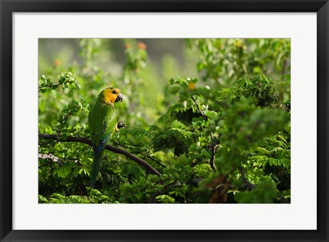 Framed Caribbean Parakeet tropical bird, Netherlands Antilles Print