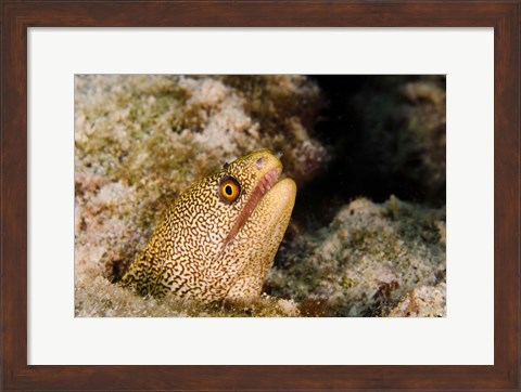 Framed Goldentail Moray fish, Bonaire, Netherlands Antilles Print
