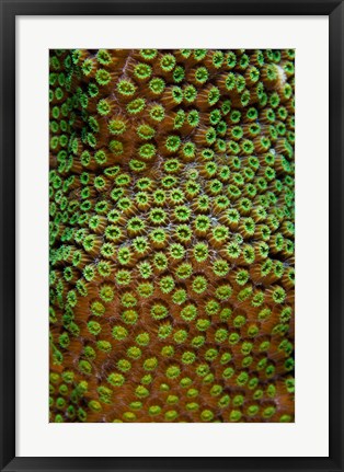 Framed Great Star Coral, Bonaire, Netherlands Antilles Print
