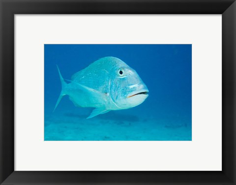Framed Jolthead Porgy fish, Bonaire, Netherlands Antilles Print