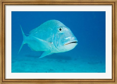 Framed Jolthead Porgy fish, Bonaire, Netherlands Antilles Print