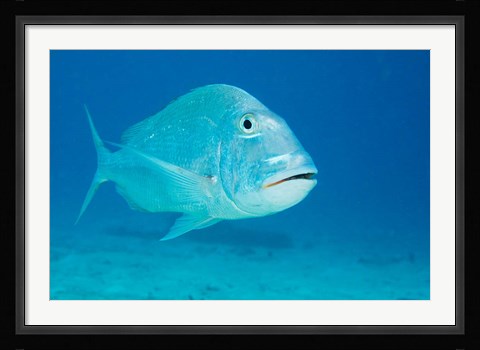 Framed Jolthead Porgy fish, Bonaire, Netherlands Antilles Print