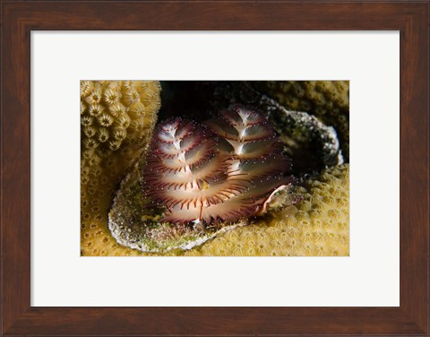 Framed Marine life, Christmas Tree Worm, Star Coral, Bonaire Print