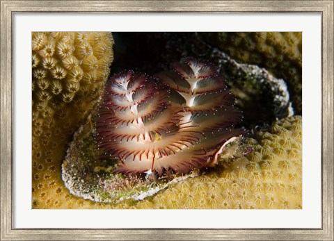 Framed Marine life, Christmas Tree Worm, Star Coral, Bonaire Print