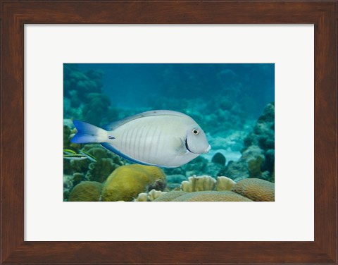Framed Ocean Surgeonfish, Bonaire, Netherlands Antilles Print
