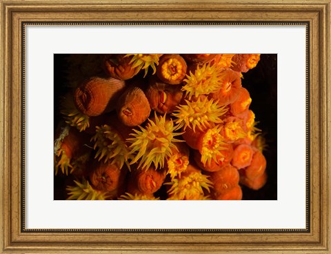 Framed Orange Cup Coral, Netherlands Antilles Print