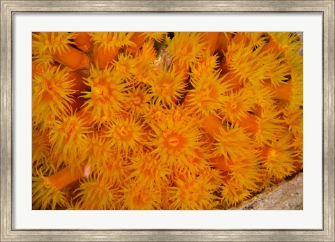 Framed Orange Cup Coral marine life, Netherlands Antilles Print