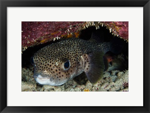 Framed Porcupine Fish, Bonaire, Netherlands Antilles, Caribbean Print
