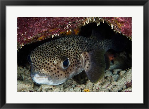 Framed Porcupine Fish, Bonaire, Netherlands Antilles, Caribbean Print