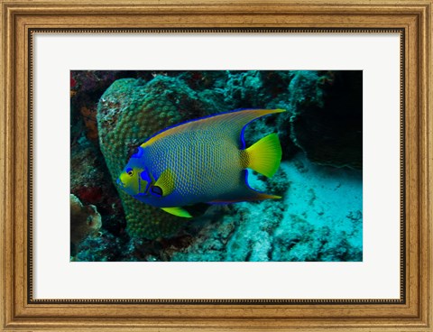 Framed Queen Angelfish, Bonaire, Netherlands Antilles Print