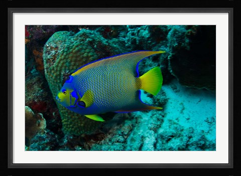 Framed Queen Angelfish, Bonaire, Netherlands Antilles Print