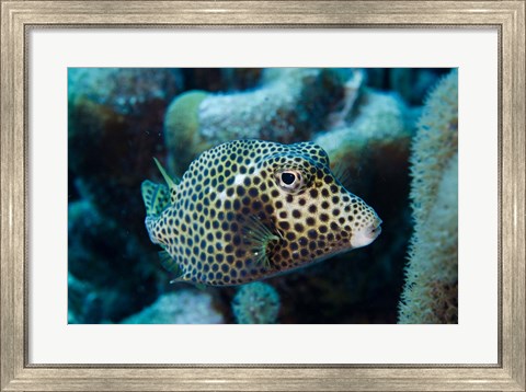 Framed Spotted Trunkfish, Bonaire, Netherlands Antilles Print