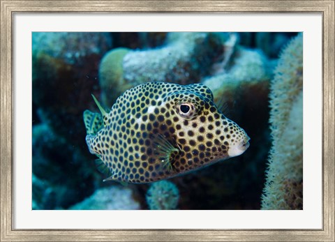 Framed Spotted Trunkfish, Bonaire, Netherlands Antilles Print