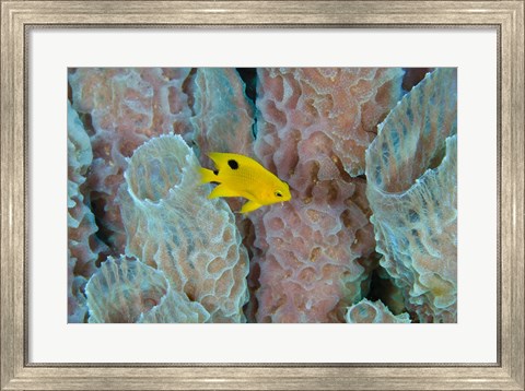 Framed Threespot Damselfish, Azure Vase Sponge, Caribbean Print