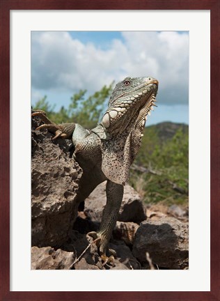 Framed Green Iguana lizard, Slagbaai NP, Netherlands Antilles Print