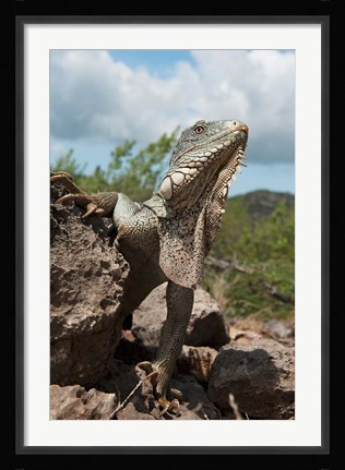 Framed Green Iguana lizard, Slagbaai NP, Netherlands Antilles Print