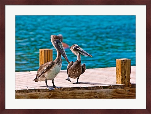 Framed Brown Pelican Print
