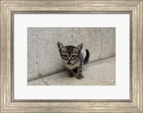 Framed Cute kitten on the streets of Old Havana, Havana, Cuba Print