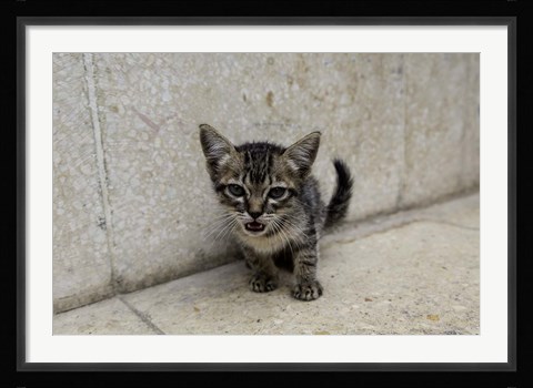 Framed Cute kitten on the streets of Old Havana, Havana, Cuba Print