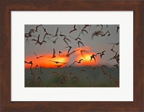 Framed Mexican Free-Tailed Bats, Concan, Texas, USA Print