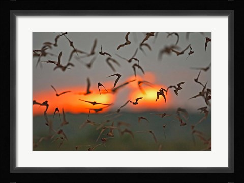 Framed Mexican Free-Tailed Bats, Concan, Texas, USA Print