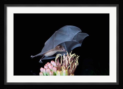 Framed Leafnosed Fruit Bat, Arizona, USA Print