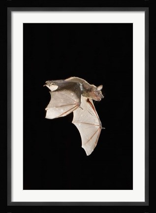 Framed Evening Bat leaving Day roost in tree hole, Texas Print
