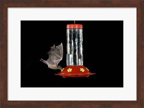 Framed Lesser Long-nosed Bat feeding, Tuscon, Arizona Print