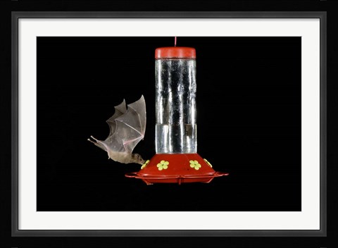 Framed Lesser Long-nosed Bat feeding, Tuscon, Arizona Print