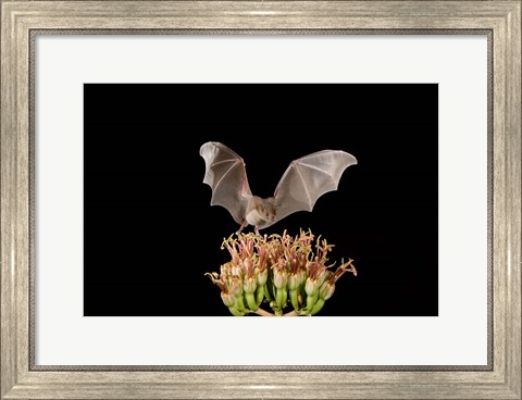 Framed Lesser Long-nosed Bat, Tuscon, Arizona Print