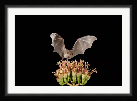 Framed Lesser Long-nosed Bat, Tuscon, Arizona Print