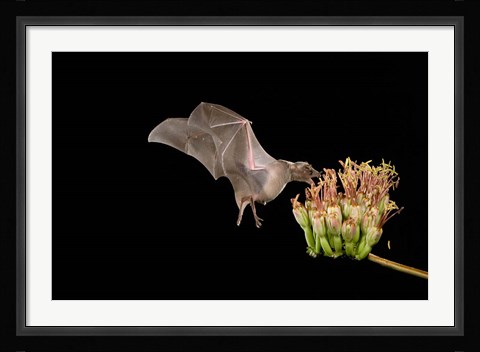Framed Lesser Long-nosed Bat Print