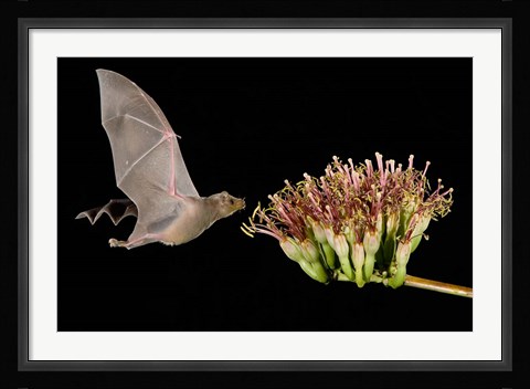 Framed Lesser Long-Nosed Bat in Flight Feeding on Agave Blossom, Tuscon, Arizona Print