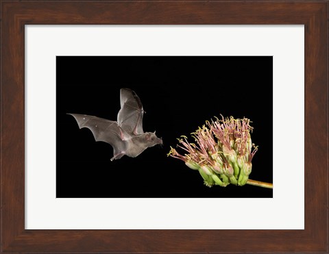 Framed Mexican Long-tongued Bat Print