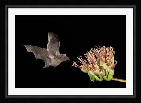 Framed Mexican Long-tongued Bat Print