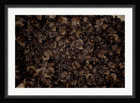 Framed Madagascar, Ankarana, Tongue-clicking fruit bat wildlife Print