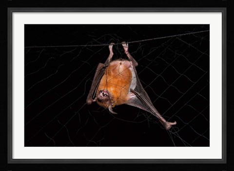 Framed Fishing Bat, Iwokrama Forest Reserve, Guyana Print