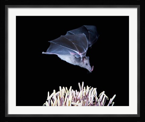Framed Leafnosed fruit bat, agave, Tucson, Arizona, USA Print
