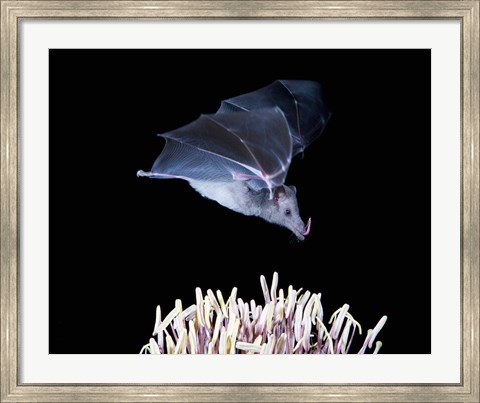 Framed Leafnosed fruit bat, agave, Tucson, Arizona, USA Print