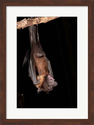 Framed USA, Pennsylvania, Giant Fruit Bat Print