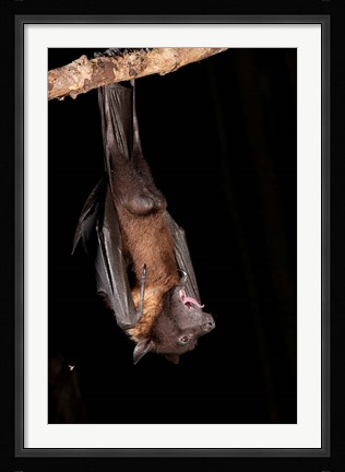 Framed USA, Pennsylvania, Giant Fruit Bat Print