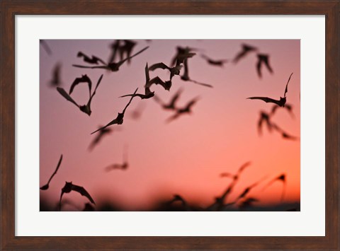 Framed Mexican Free-tailed Bats emerging from Frio Bat Cave, Concan, Texas, USA Print