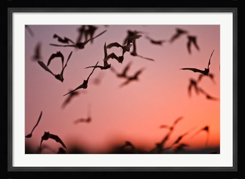 Framed Mexican Free-tailed Bats emerging from Frio Bat Cave, Concan, Texas, USA Print