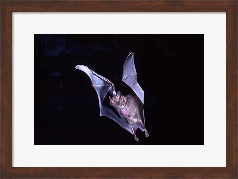 Framed Leaf-nosed Fruit Bat wildlife Print